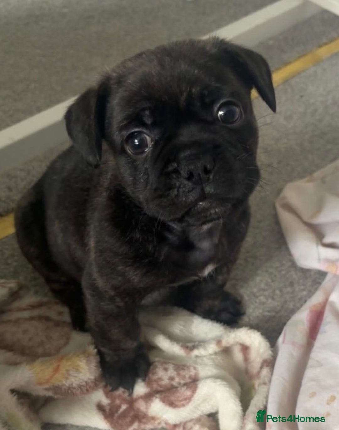Frug dogs for sale: F1 Frug  - Image 1