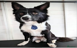 Border Collie dogs for sale: Male Border Collie - Image 2