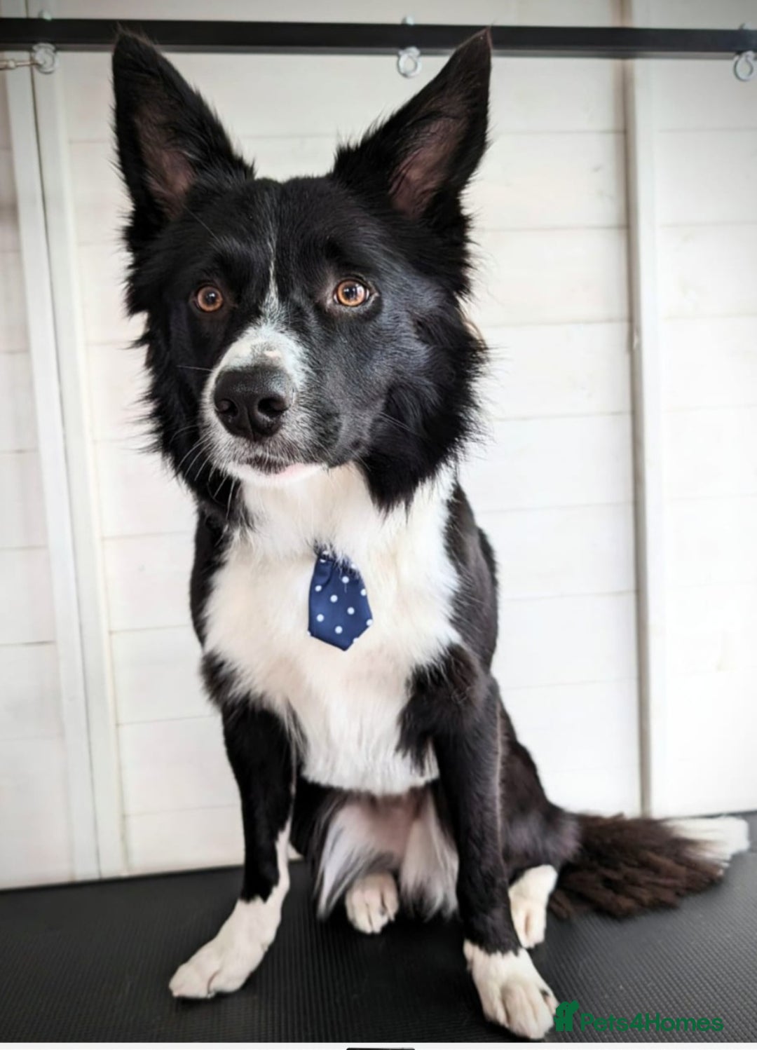 Border Collie dogs for sale: Male Border Collie - Image 2