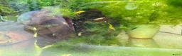 Platies fish for sale: Beautiful small Platy, Guppy shrimps&Pleco-HobbyTK - Advert 32