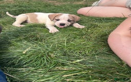 American Bulldog dogs for sale: Ready now Beautiful litter American bulldog puppy - Image 6