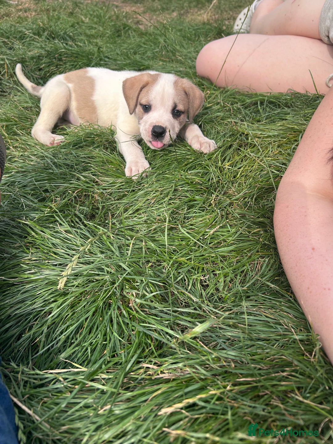 American Bulldog dogs for sale: Ready now Beautiful litter American bulldog puppy - Image 6