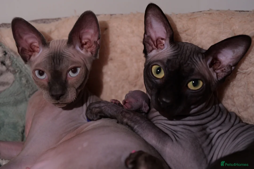 Sphynx cats for sale: Gorgeous silver Sphynx girl - Advert 29