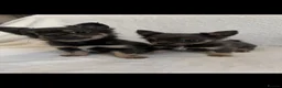 Chihuahua dogs for sale: Chihuahua puppies  - Advert 4