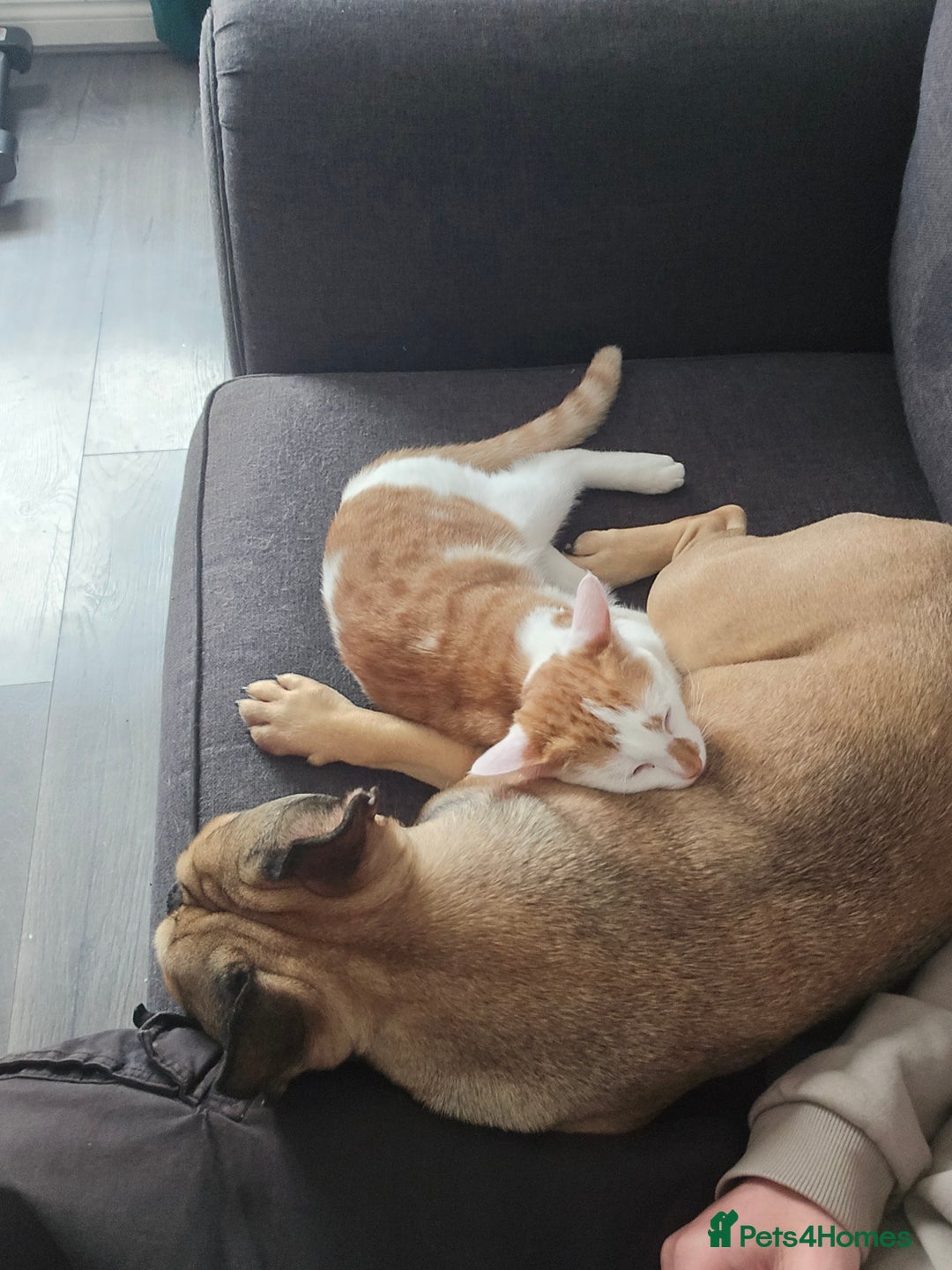 British Shorthair cats for sale: 2 ginger brothers  - Image 10