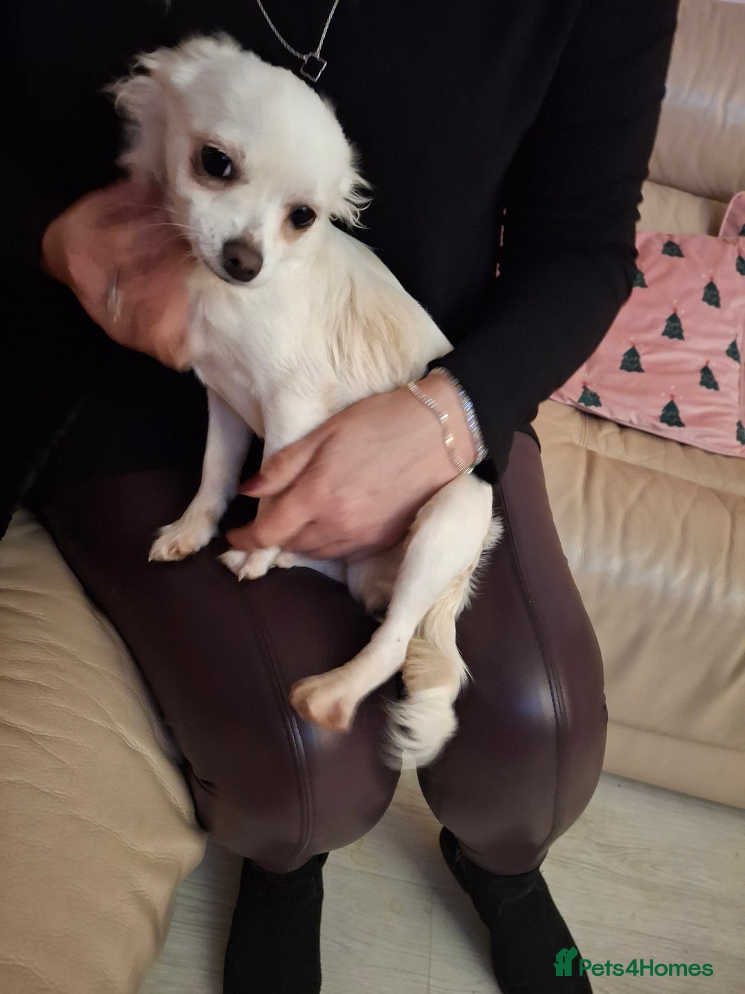 Chihuahua dogs for sale: White long furred male chihuahua - Advert 12