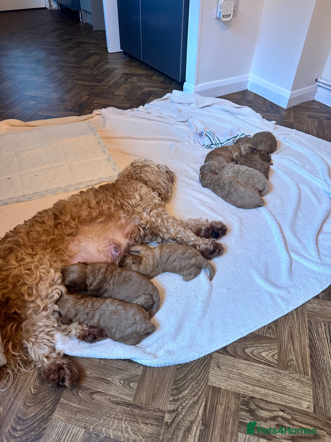 Cockapoo dogs for sale: Cockerpoo FB1 - Image 9