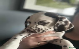 Dalmatian dogs for sale: KC Dalmatian Puppies  - Advert 27