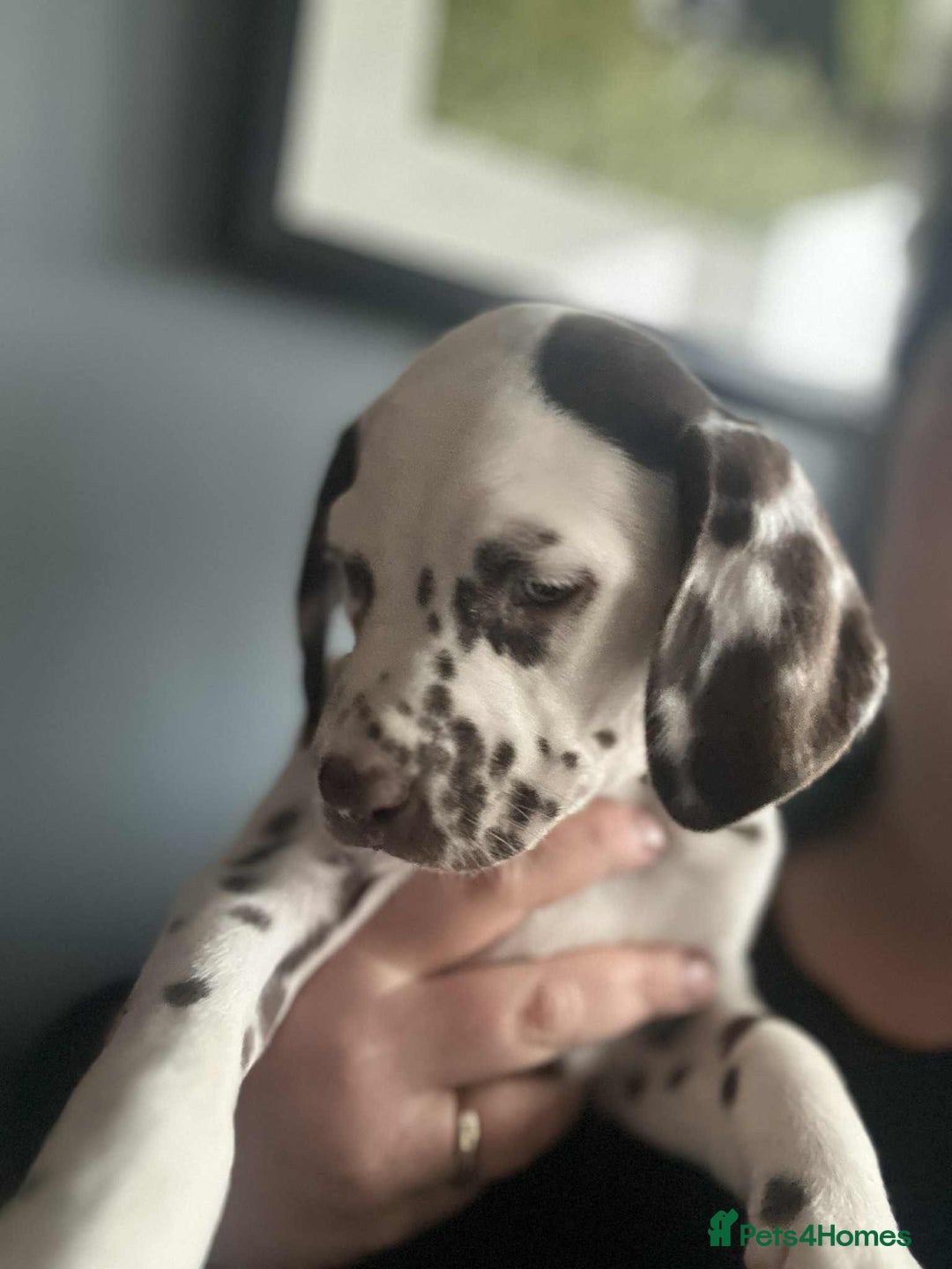 Dalmatian dogs for sale: KC Dalmatian Puppies  - Advert 27