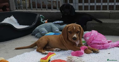 Bocker dogs - Advert 14