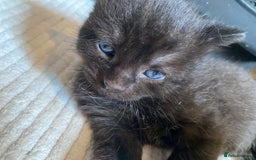 Domestic Shorthair cats for sale: 3 gorgeous kittens ready for their new home - Image 8