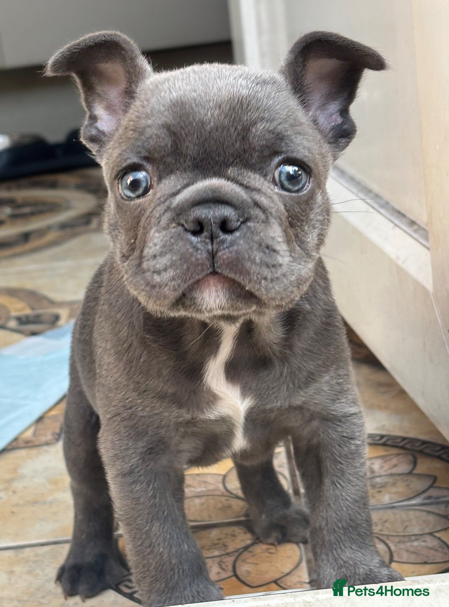 French Bulldog dogs Blue French Bulldog boy for sale - Advert 4