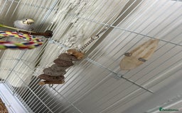 Budgerigars birds for sale: 2 beautiful budgies  - Image 6