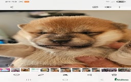 Japanese Shiba Inu dogs for sale: CHUNKY AND PURE Japanese Shiba Inu - Image 3