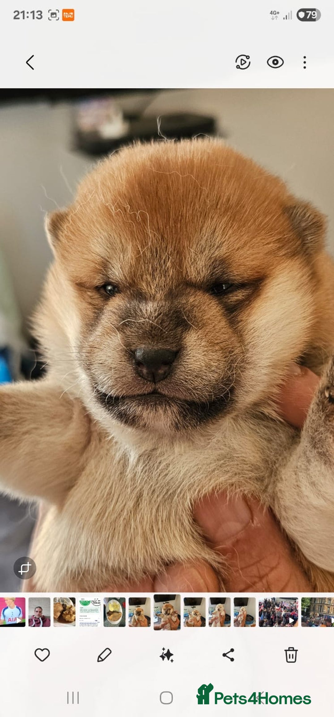 Japanese Shiba Inu dogs for sale: CHUNKY AND PURE Japanese Shiba Inu - Image 3