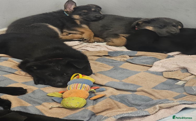 German Shepherd dogs - Advert 1