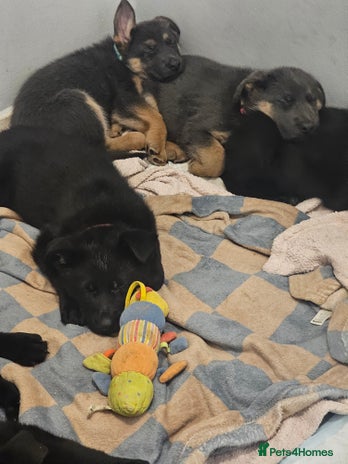 German Shepherd dogs - Advert 1