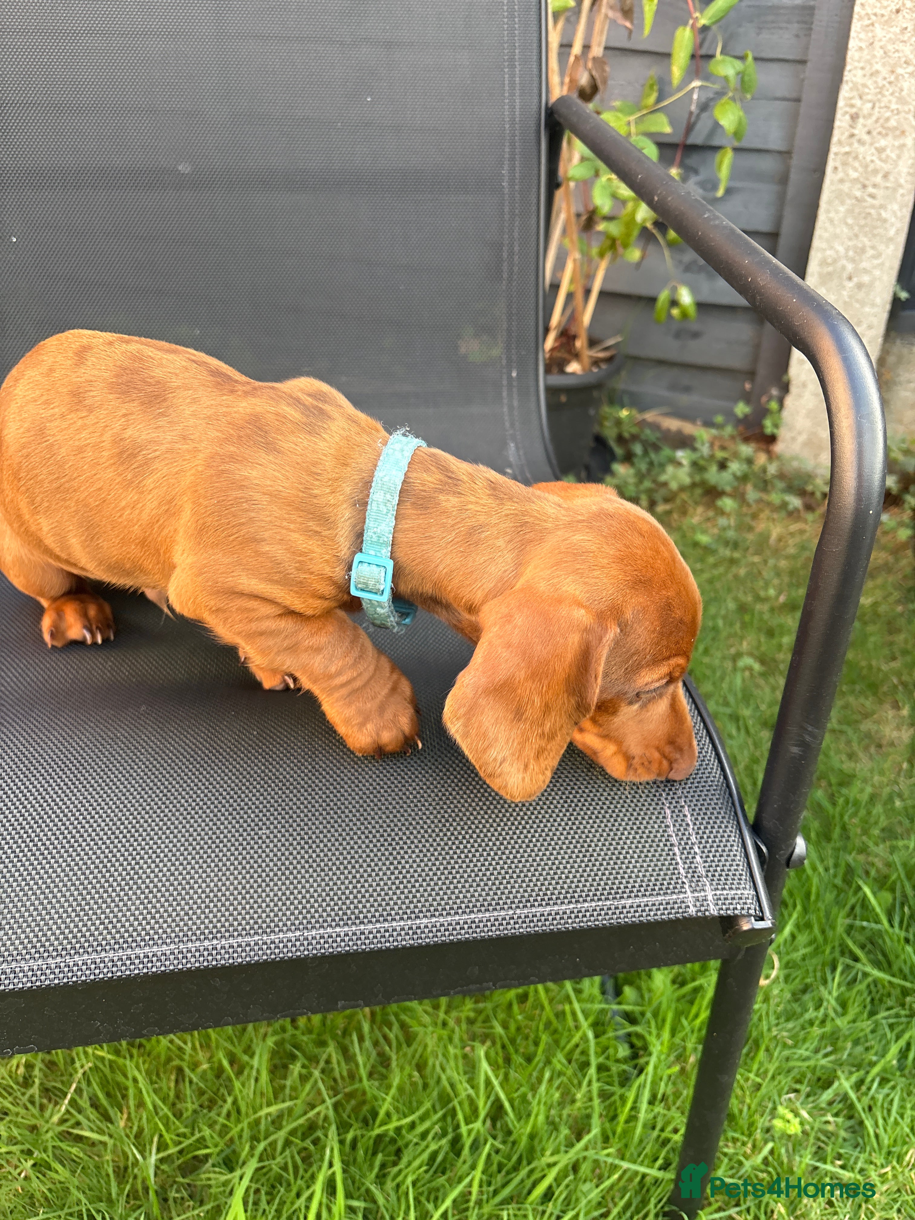 Miniature Dachshund dogs Stunning KC Miniature Dachshunds - Advert 2