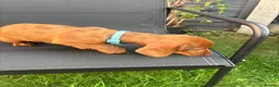 Miniature Dachshund dogs for sale: Stunning KC Miniature Dachshunds - Advert 15