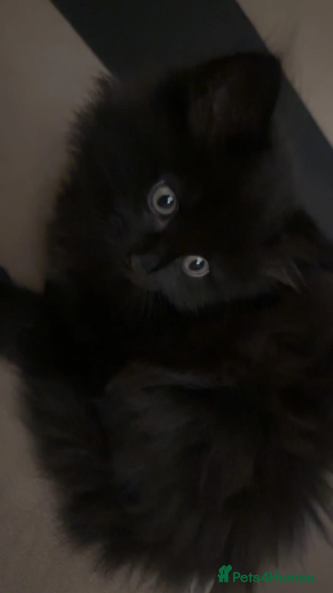 Mixed Breed cats for sale: Ragdoll cross female  - Advert 2