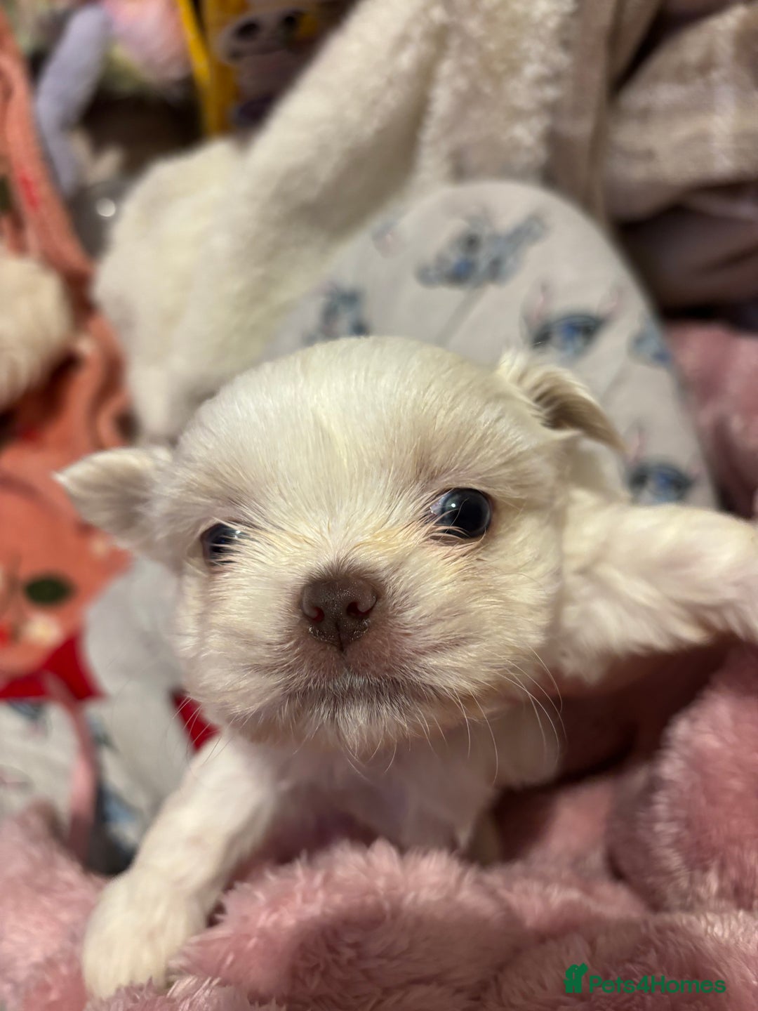 Shih Tzu dogs for sale: Beautiful Shih Tzu puppies - Advert 9