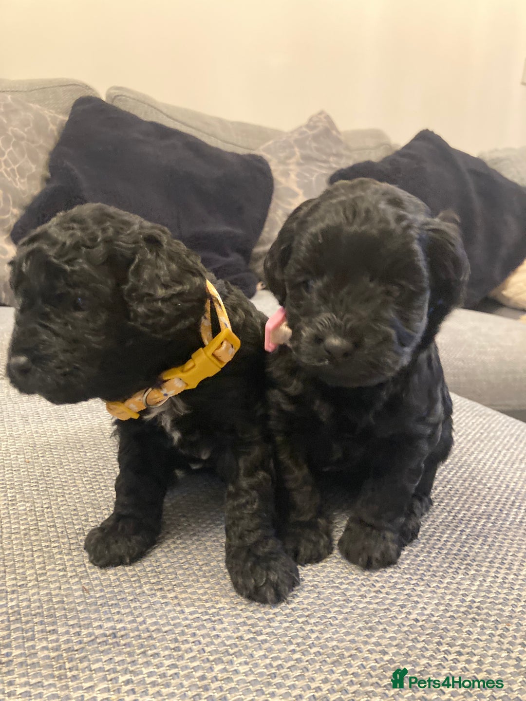 Cavapoo dogs for sale: F1b cavapoo puppies - Advert 17