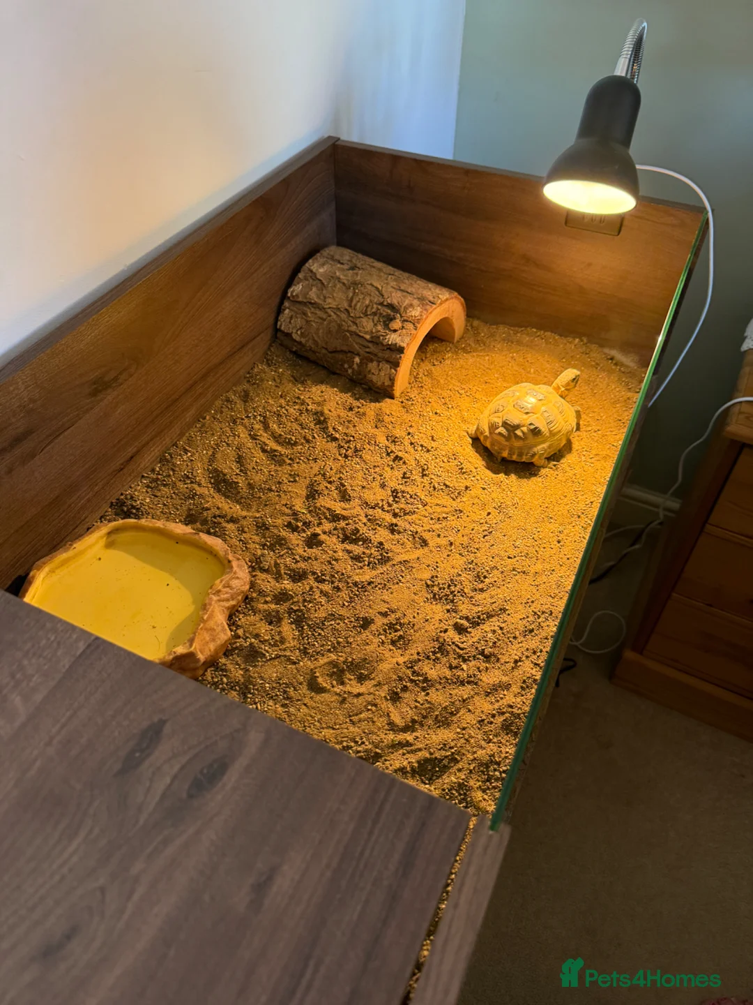 Tortoise reptiles for sale: Horsefield Field Tortoise in Hoddesdon - Advert 5