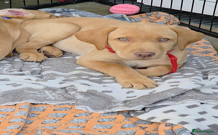Labrador Retriever dogs in Pontypool - Advert 1
