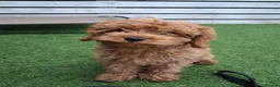 Cavapoo dogs for sale: Advanced traied cavapoo  - Advert 2