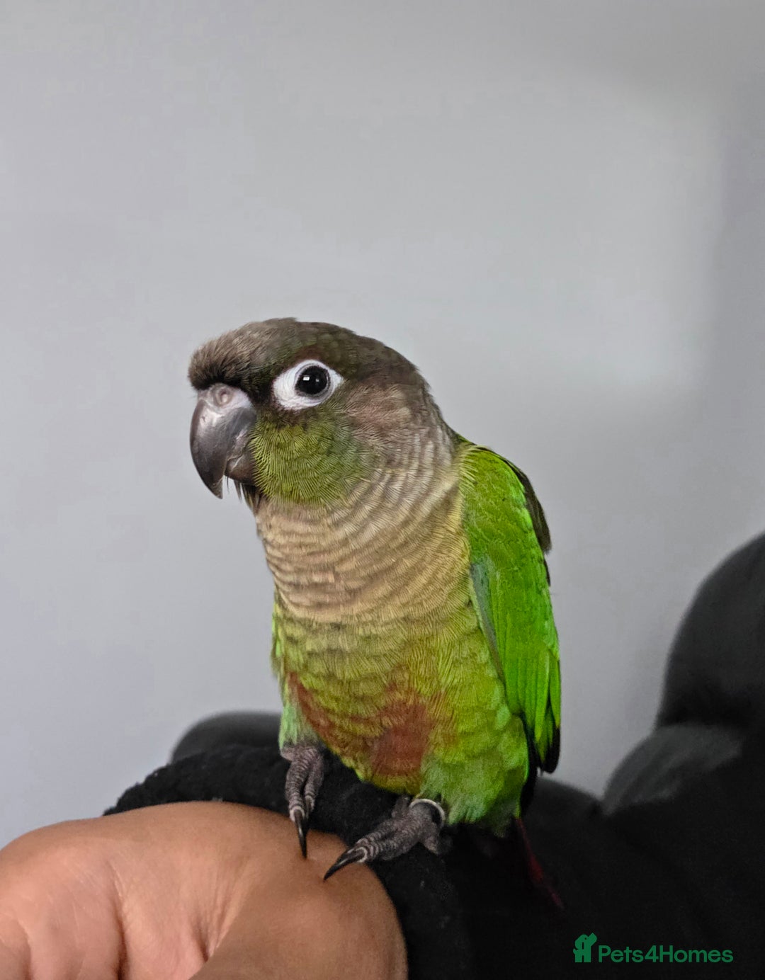 Conures birds for sale: Handreared Tame Baby Conures  - Image 10