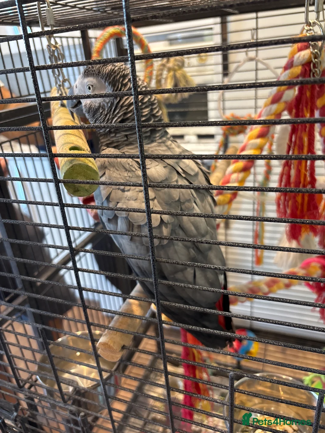 Parrots birds for sale: Cookie in Ipswich - Advert 1