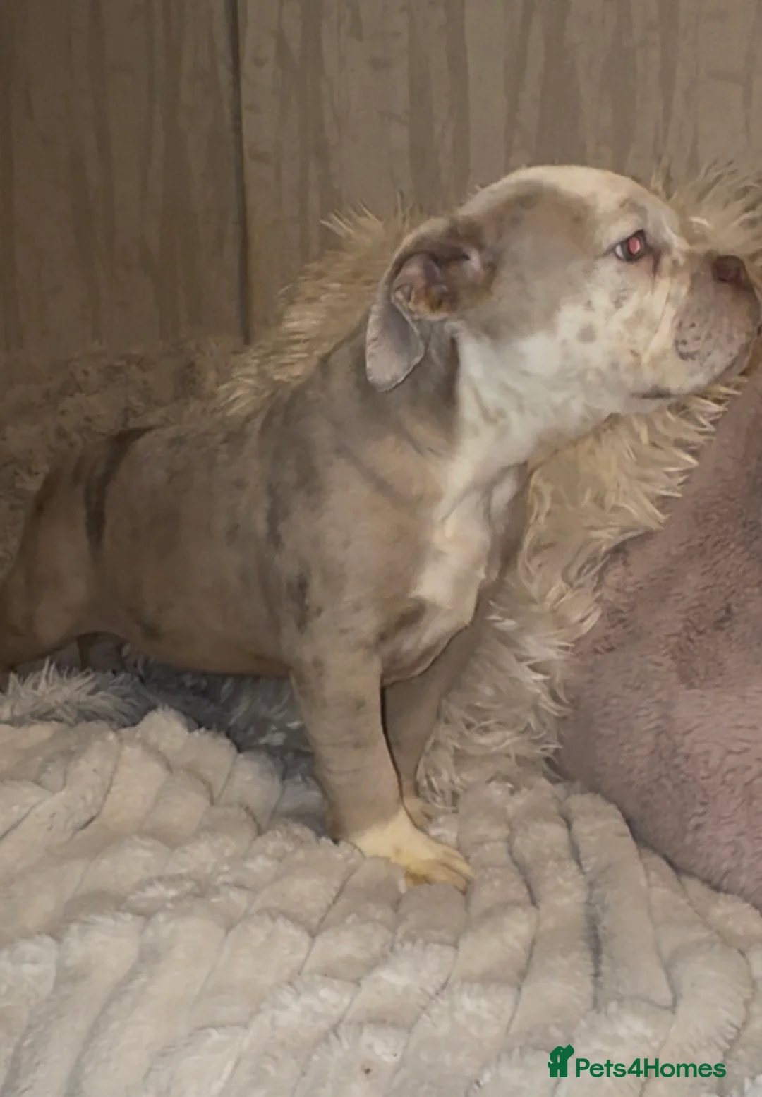 Olde English Bulldogge dogs for sale: Beautiful Merle boy OEB  - Advert 8