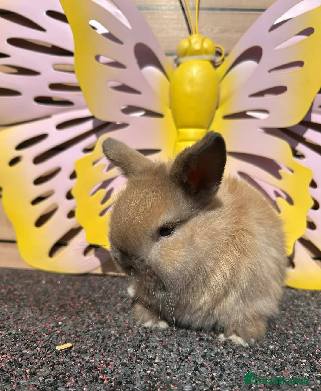 Lionhead rabbits for sale: Pure breed Lionhead  - Advert 2