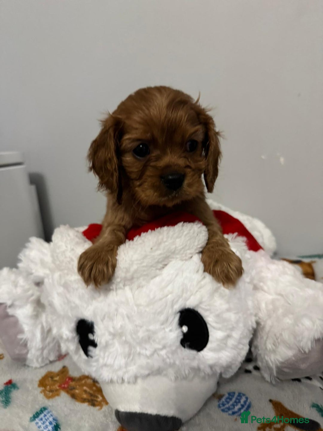 Cavalier King Charles Spaniel dogs for sale: Cavalier King Charles Spaniel Pups KC Reg - Advert 14