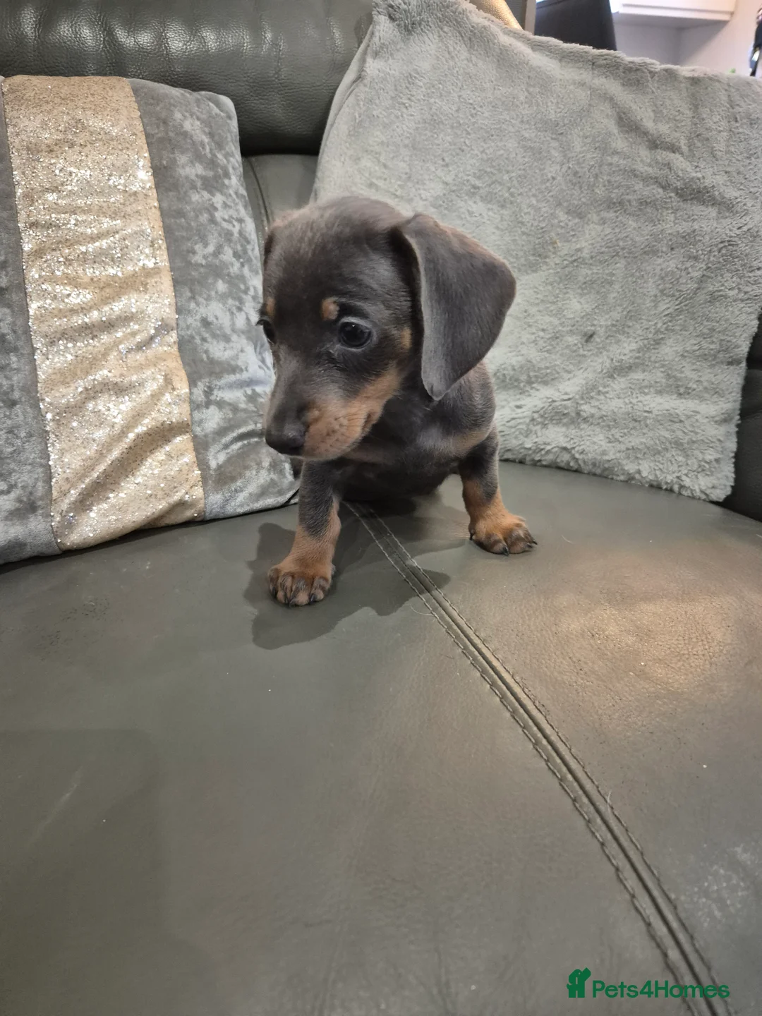 Miniature Dachshund dogs for sale: KC Dachshund Boys - Ready Now - Advert 8