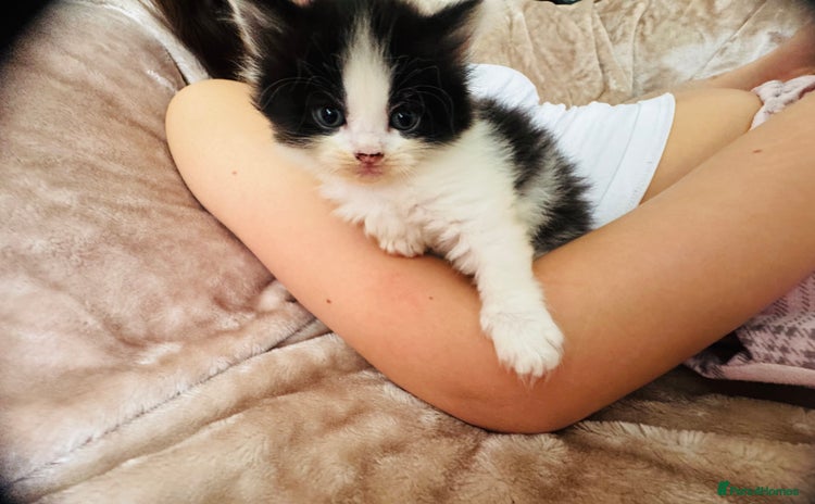 Domestic Shorthair cats - Advert 19