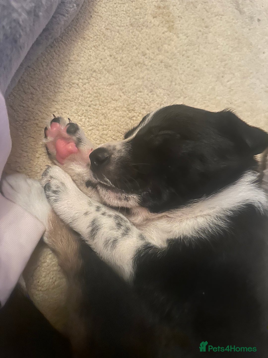 Border Collie dogs for sale: Working border collie puppies  - Advert 7