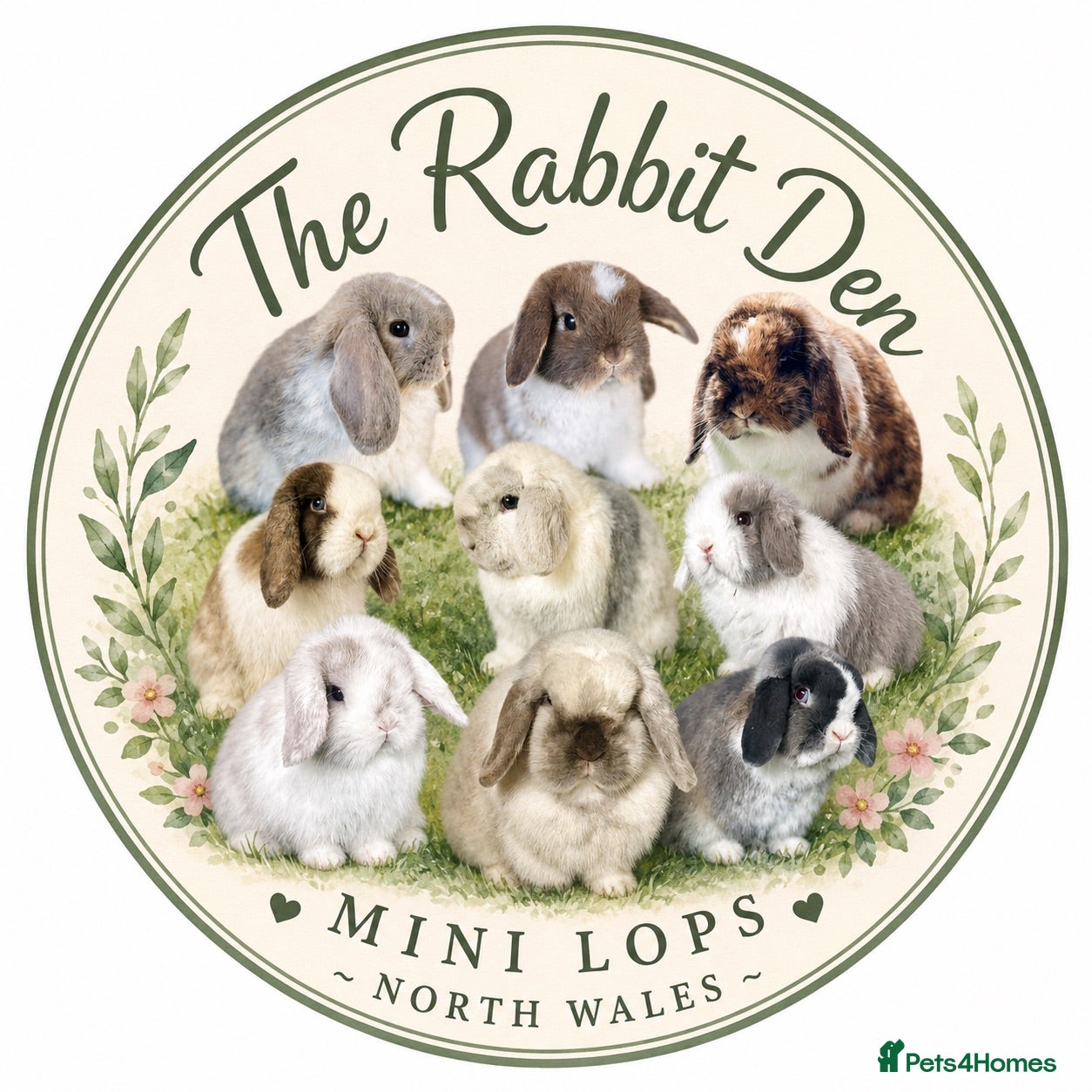Mini Lop rabbits Mini Lops Available - Advert 3