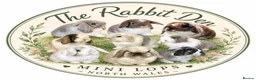 Mini Lop rabbits for sale: Mini Lops Available - Advert 1