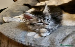 Maine Coon cats for sale: 🐾 Majestic Maine Coon Kittens – Ready Now 🐾 - Image 3