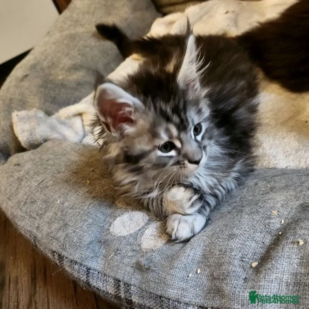 Maine Coon cats for sale: 🐾 Majestic Maine Coon Kittens – Ready Now 🐾 - Image 3