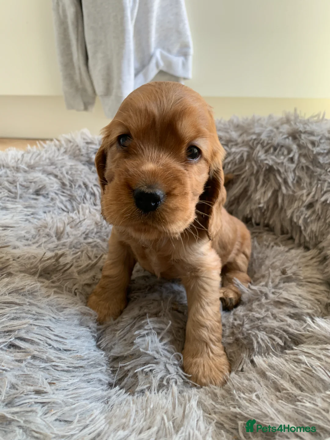 Cocker Spaniel dogs for sale: miss young - Advert 4