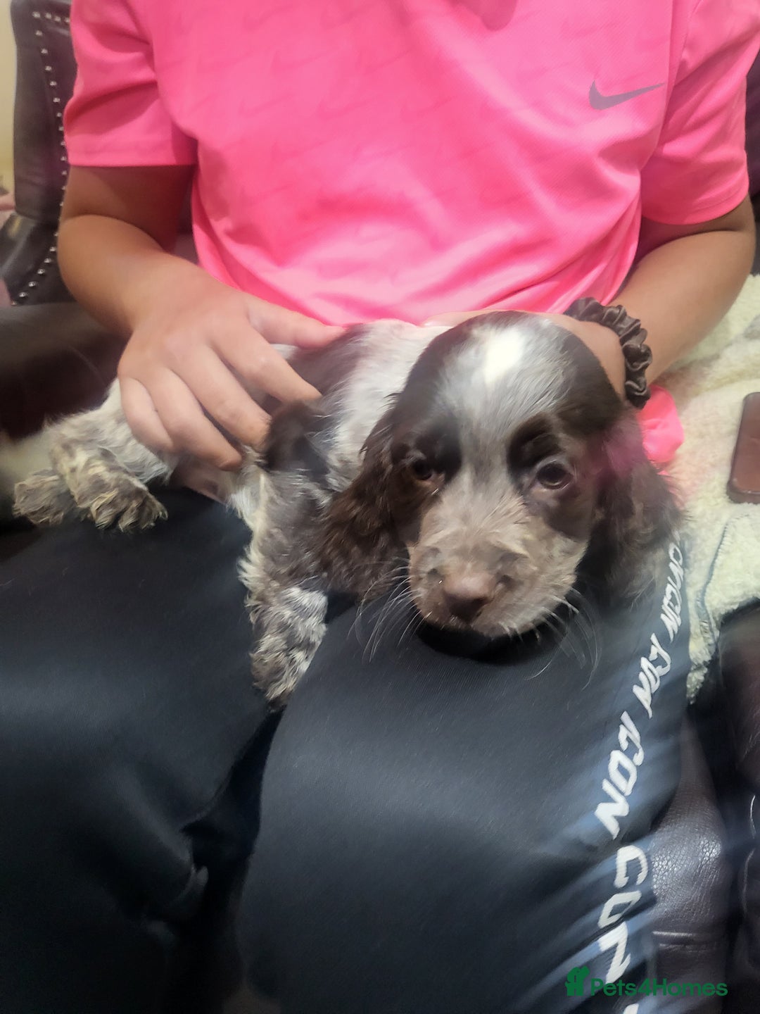 Cocker Spaniel dogs for sale: Cocker spaniel puppies  - Image 4