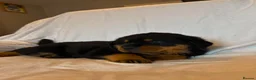 Rottweiler dogs for sale: 4 Beautiful Male Rottweiler Puppies  - Advert 5