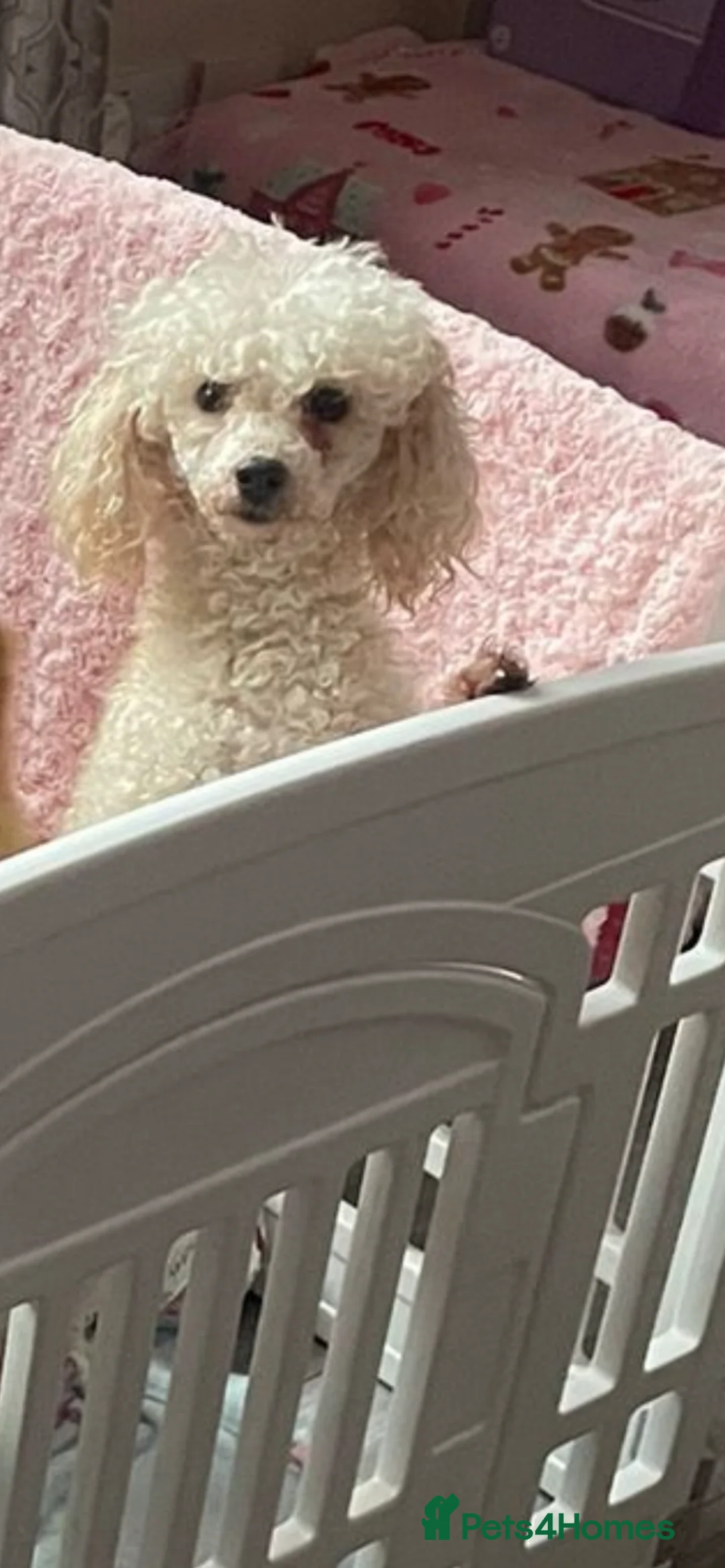 Toy Poodle dogs for sale: Stunning miniature toy poodles  - Advert 1