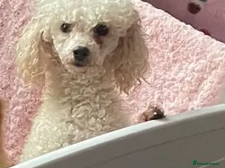 Toy Poodle dogs Stunning miniature toy poodles - Advert 2