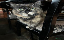 Mixed Breed cats for sale: Five friendly kittens  - Image 6