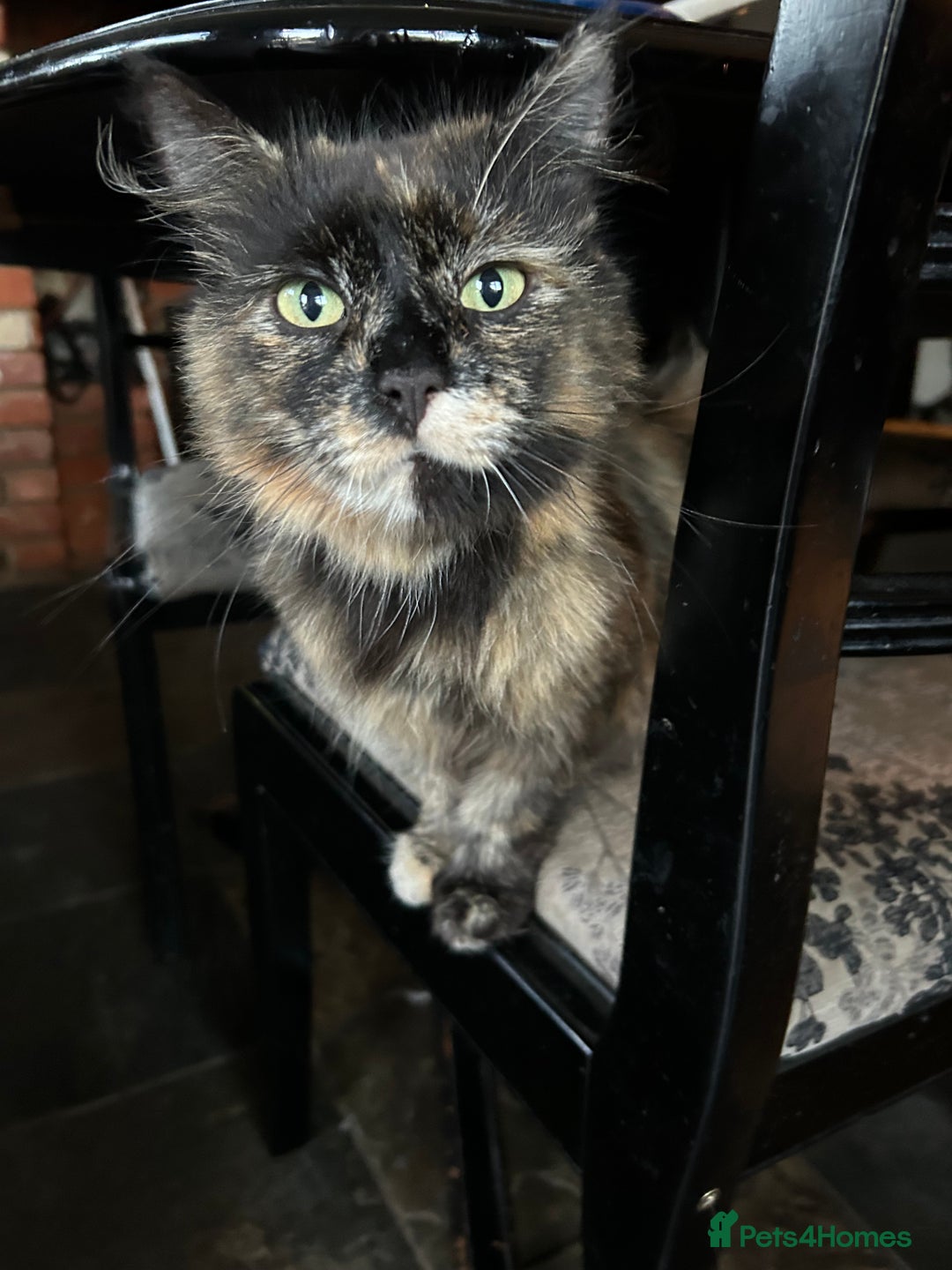 Mixed Breed cats for sale: Five friendly kittens  - Image 6