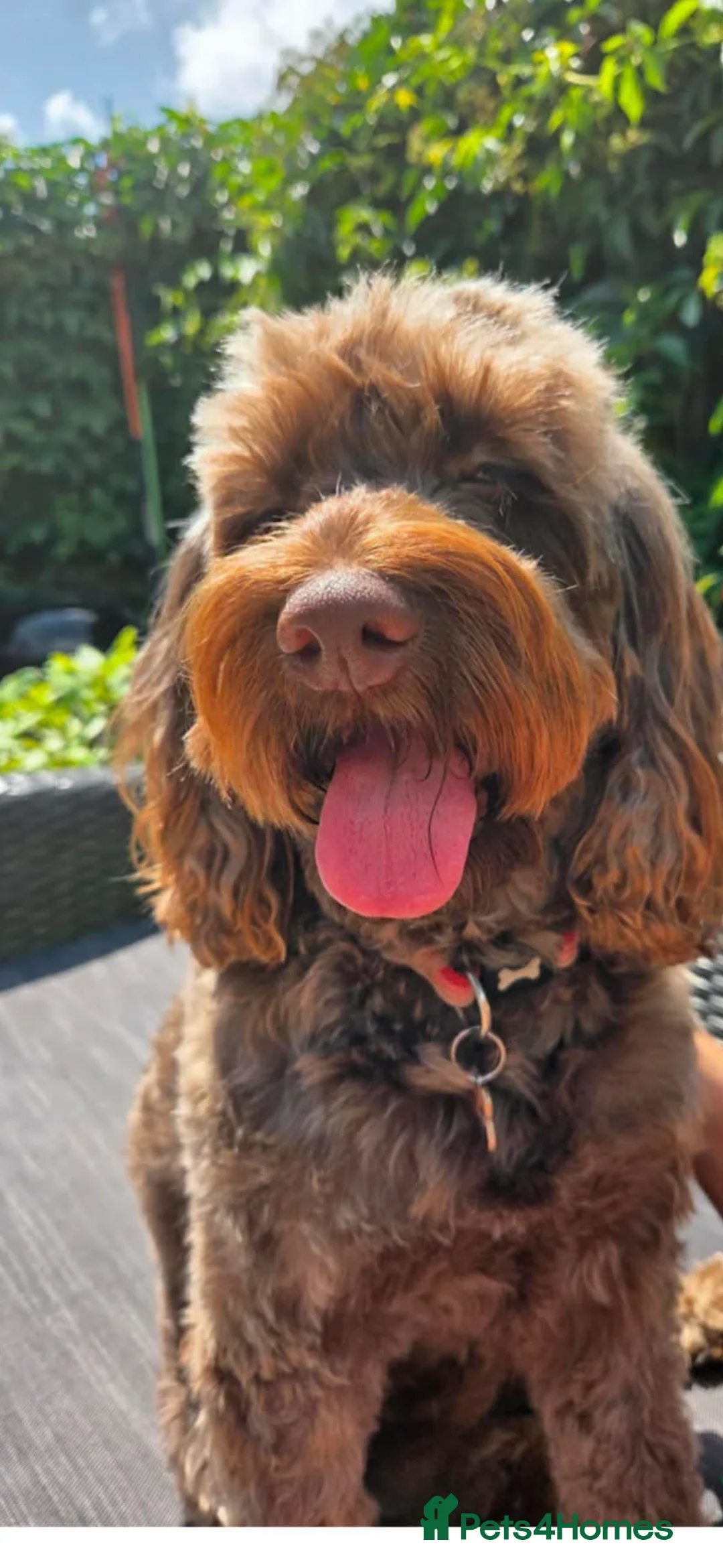 Mixed Breed dogs for sale: Adorable pups  in Eastleigh - Advert 1