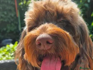 Mixed Breed dogs Adorable pups in Eastleigh - Advert 1